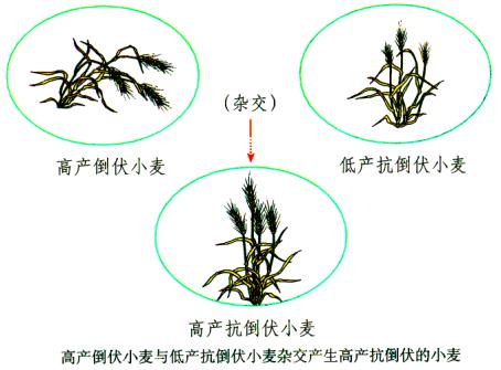 生物变异现象有什么利弊?