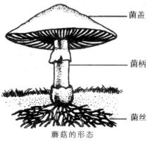 细菌和真菌