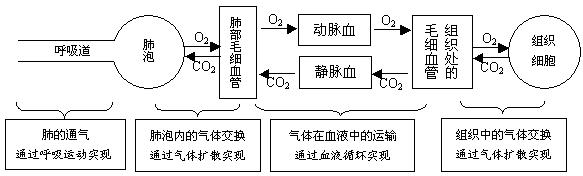 (5)水 水是人体细胞的主要成分,人体的各项生命活动都离不开水。人体内的营养物质以及尿素等废物,只有溶解在水中才能运输。 (6)无机盐 无机盐是构成人体组织的重要材料,维持人体正常的生命活动。如果人体缺乏某种无机盐,会导致身体患病。 2、消化系统的组成和功能 消化系统是由消化道和消化腺组成。 (1)消化道 消化道包括口腔、咽、食道、胃、小肠、大肠和肛门。其主要功能是消化食物并吸收营养物质。 口腔:口腔是消化道的开始部分,里面有牙齿、舌和唾液腺。牙齿生长在上颌骨和下颌骨的牙槽