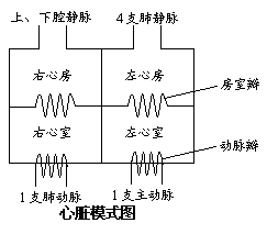 左心房人口_左心房右心房