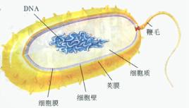 殖生器结构图_男性殖生器结构图,弹弓枪释弹器结构 ...