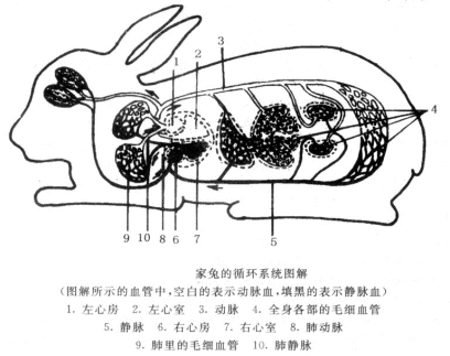 生物圈中的其他生物生物多样性及保护