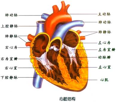 人体内物质的运输