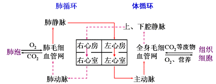 体循环:心脏→主动脉→全身各部的动脉→毛细血管网→全身各部的