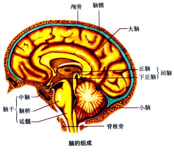 2,脑和脑神经④神经元的功能:能接受刺激产生兴奋,并能传导兴奋.