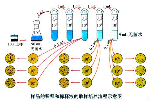 将菌液稀释相同的倍数,在牛肉膏蛋白胨培养基上生长的菌落数目应明显