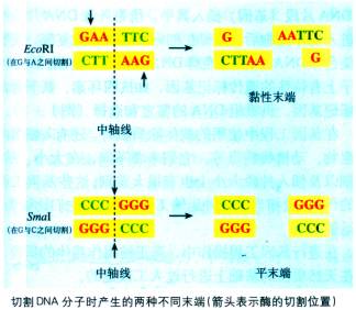 关于基因工程中的酶的在职毕业论文范文