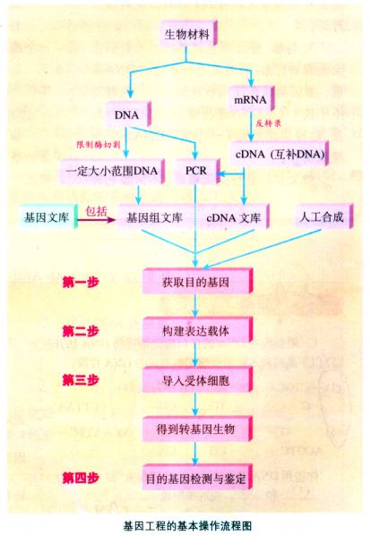 基因工程(一)