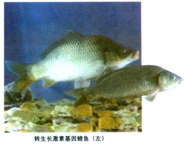 基因工程(二)