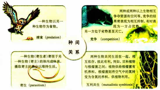 种间关系
