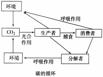 (3)碳循环的过程(如图所示(2)循环的形式-co2无机环境中以碳酸盐和