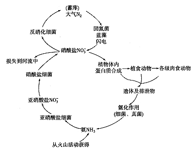说明能量流动和物质循环的关系; 循环图;   图5-9 氮循环示意图