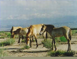 �ҹ���Ұ��