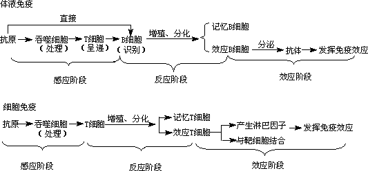 体液免疫和细胞免疫的关系:各有其独特作用,互相