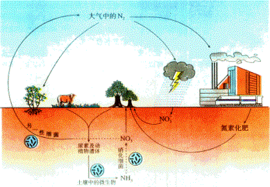 氮循环示意图