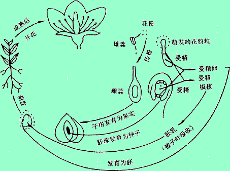 生物的生殖和发育