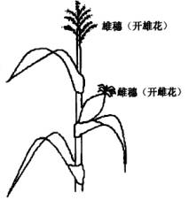 32(12分)已知玉米是雌雄同株异花的植物,雄花着生在植株顶端的雄穗上