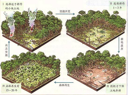 3,热带雨林的迁移农业热带雨林中的生物循环极其旺盛,以至有机质和养