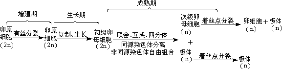 4,精子与卵细胞形成过程比较