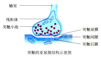 动物和人体生命活动的调节(一)