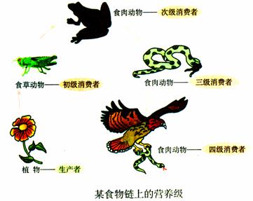 生态系统及其稳定性(一)