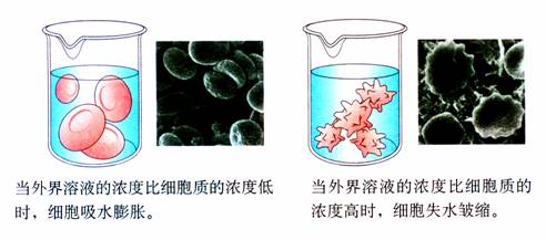 动物细胞的吸水和失水的原理是什么(2)